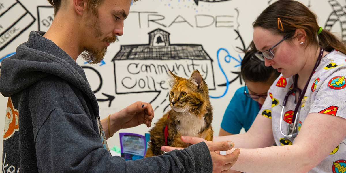Cat treated at Clinic